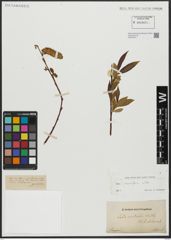 Foto von Salix acutifolia Willd.